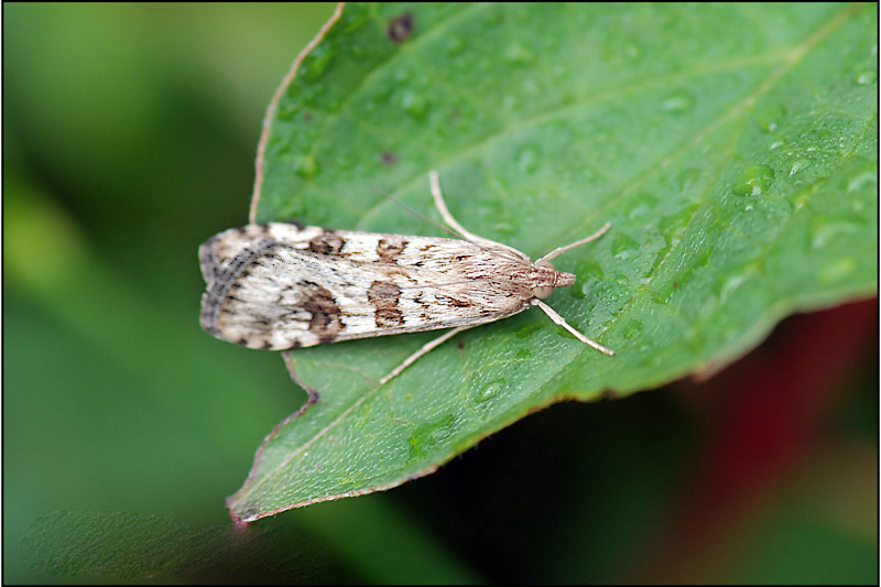 Da I.D. : Nomophila noctuella (Crambidae)